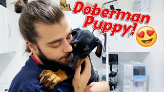 DOBERMAN YAVRUSU İŞTAHI Doberman Saldırısı vs Yaş Mama 😂 TheVet [upl. by Limber]