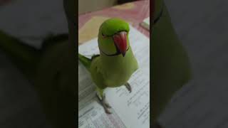 Mai Mithu Hoon  Parrot Mummy Voice [upl. by Yelad]