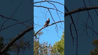 The red tailed hawk is hunting… [upl. by Genet313]