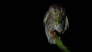 Eurasian Scops Owl Otus scops family birding in Corfu wildlife of Greece [upl. by Dorelle6]