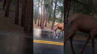 Grand Canyon National Park Elk [upl. by Llednol910]