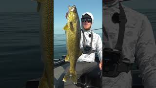 Sharpshooting Green Bay Walleyes fishing greatlakes lakemichiganfishing [upl. by Phaidra59]