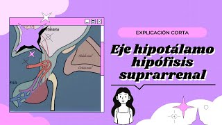 Eje Hipotálamo Hipófisis Suprarrenal Explicación corta [upl. by Dercy]