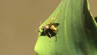 Large Paper Wasp [upl. by Niliram]