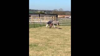 Happy spring days in the sunshine for adoption donkeys Walter and Timothy [upl. by Charmane]