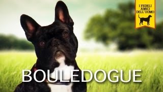 BOULEDOGUE Trailer Documentario [upl. by Negriv]