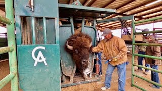 Behind the Scenes of a West Texas Bison Ranch and Texas Size Bulls [upl. by Gamal]