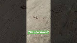 Fastest Snake in the West the Coachwhip [upl. by Iives]