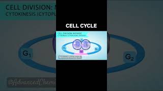 Cell cycleMitosisMeiosisBiology yt shortsfeed bio why fy youtuber [upl. by Eveleen11]