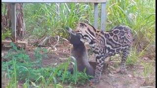 Ocelot vs Coati  Osa Conservation [upl. by Rovert]