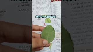 Abaxial and Adaxial surface of leaf CLASS 10 [upl. by Shiau]