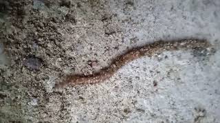 giun đất ミミズ earthworm Lumbricus terrestris केंचुआ 지렁이 cacing tanah [upl. by Jarid]