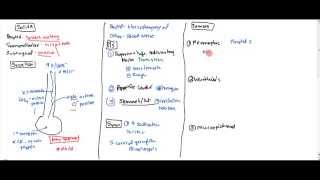 01 Saliva Anatomy Physiology and Tumors [upl. by Kalagher]