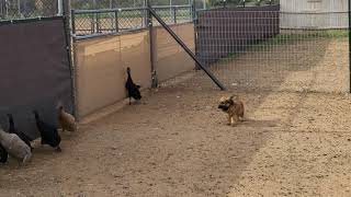 Briard puppies 7 12 weeks meeting ducks for herding instinct testing [upl. by Orag]