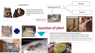 Nutrition of plant Saprotrophs to lichen plants how fungi attack on shoes bread [upl. by Atillertse]