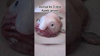 quotDuniya ke 3 Sabse Ajeeb Aur Anokhe Janwarquot shorts [upl. by Lirrad]