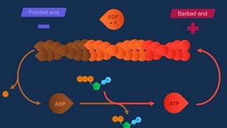 Actina e specializzazioni della membrana [upl. by Trask948]