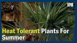 Heat Tolerant Plants [upl. by Megan]