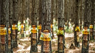 Amazing Pine Resin and Pine nuts Harvesting and Processing  Pine Product Processing in Factory [upl. by Carlina674]