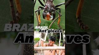 Ant gloves in Brazil shorts ants brazil [upl. by Nevaj315]