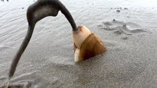 Amazing Catching Monster Razor Clams  Fastest Skills Catch Giant Geoduck [upl. by Gayel836]