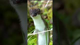 Inquisitive Stoat [upl. by Hayden]