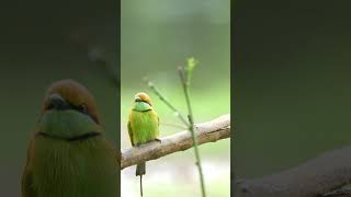 Asian green beeeater Bird birds birdsounds birdspecies nature birdsmusic [upl. by Ashley747]