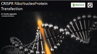 CRISPR RNP Transfection [upl. by Alemrac331]