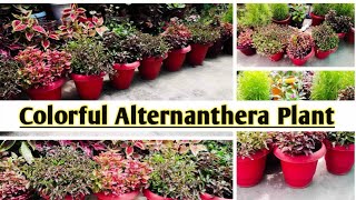 Care about colorful Alternanthera plant besthedgeplant alternantheravarieties  Satrangi plant [upl. by Arracat]