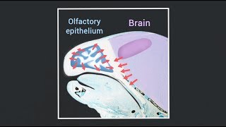 Signals from the brain and olfactory epithelium control shaping of the nasal capsule [upl. by Eidok]