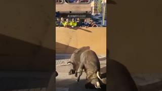 🔥BRUTAL PELEA ENTRE TOROS EN ARGANDA DEL REY🔥 shortvideo shorts youtubeshorts youtube short [upl. by Thorndike]