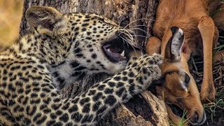 Baby Leopard Plays with His Food  BBC Earth [upl. by Tillo]