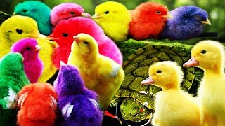 Tangkap Ayam Lucu 🐣🌈 Ayam Warna Warni Ayam Rainbow Gokil Bebek Kura KuraHewan Lucu Seru Sekali [upl. by Hgalehs655]