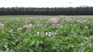 十勝めむろ産馬鈴しょ「メークイン」種芋切りから収穫まで！ [upl. by Leitnahs]