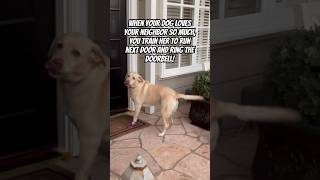 Doorbell Diva My Dog’s Daily Mission to Love On My Neighbor dog doglover ytshort love [upl. by Ahsayn410]