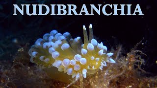 Nudibranchia  100 described species Nudibranchs amp Sea Slugs [upl. by Freeman392]