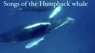 Sounds of Nature mindblowing Humpback Whales singing [upl. by Odareg]