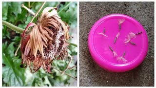 How to grow Gerbera daisy from seeds  Easy way to grow Gerbera Daisy Plant [upl. by Alamap]