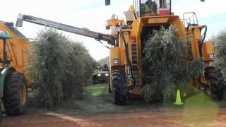 Oxbo 6420 Super High Density Olive Harvester [upl. by Cost768]