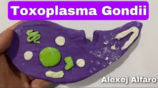 Toxoplasma Gondii [upl. by Rellia462]