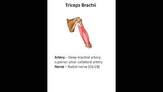 Triceps Brachii [upl. by Esli]