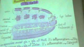 Dr Gihan eye3 amp ear1 part 1 quot Eye lid  lacrimal apparatus  External amp Middle Ear quot [upl. by Nnaytsirk]