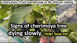 Signs of 12yrs old cherimoya tree dying slowly Steps to help save the tree Part1 of 2 Feb12024 [upl. by Adiaj]