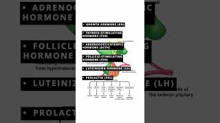 Anterior and Posterior Pituitary brain humanbrain medical biology [upl. by Elleirbag]