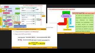 5Bilan énergétique et rendement énergétique de la respiration 38ATP36ATP4052 2BAC PCSVT [upl. by Brost]