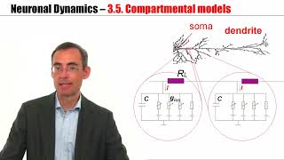 CNS35  Compartmental Models [upl. by Hsinam]