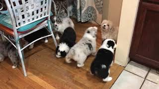 Australian Shepherd puppies herding [upl. by Atinaj768]