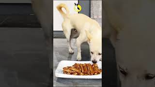 Puppy Eating Fresh Food pets puppy dog [upl. by Ettelohcin]