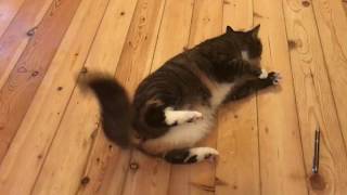 Katze krampft epileptischen Anfall  Cat cramps epileptic seizur [upl. by Cristine]