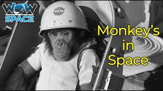 Monkeys In Space  Ham Chimpanzee  Unknown Facts  Wow Space [upl. by Pasia]